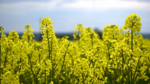 Close-up of a rapeseed field at springtime, brassica napus Stock Footage 258574704