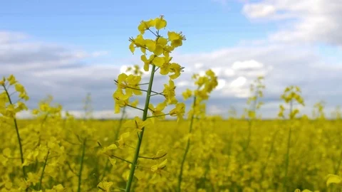 Close-up rapeseed field waving on strong wind Stock Footage 76843874