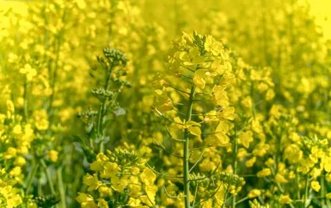 Close-up of rapeseed fields at Luoping, small county in eastern Yunnan, China Stock Photos