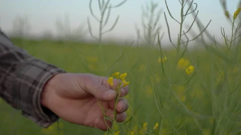 A close-up of a rapeseed flower in a hand. Video stock 251112461