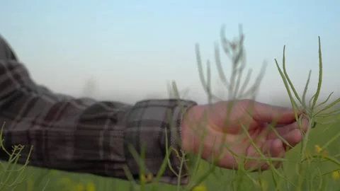 A close-up of a rapeseed flower in a hand. Stock Footage 251112475