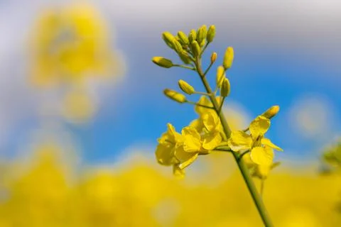Close-up of a rapeseed flower Foto stock