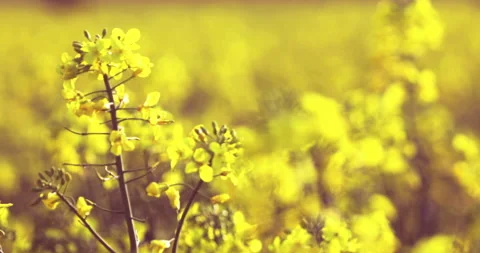 Close-up of rapeseed flowers Stock Footage 194663455