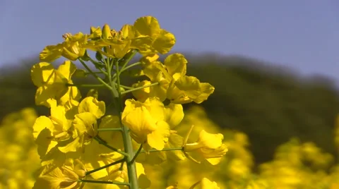 Close-up on rapeseed inflorescence in rape field in blossom on windy day Stock-Footage 50024250