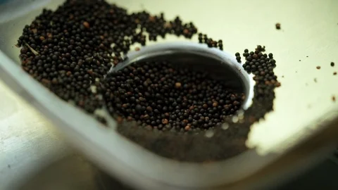 Close-up rapeseed oil extraction process for quality control 库存影片 98110562