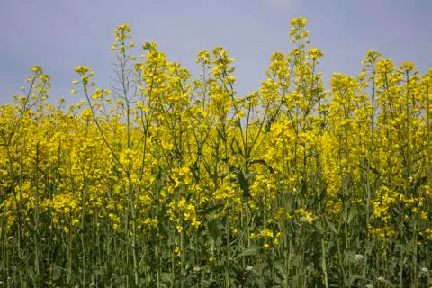 Close up of rapeseed. Stock Photos
