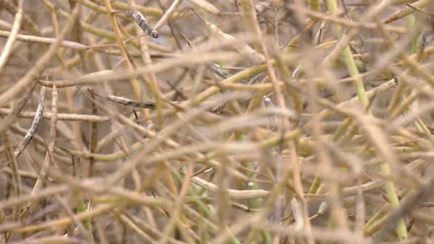 Close up of rapeseed pods. Rapeseed close up. Video stock 247276261