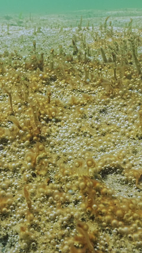 Close-up of rapid growth colonies microalgae and bacteria that produces multitud Stock Footage 324253013