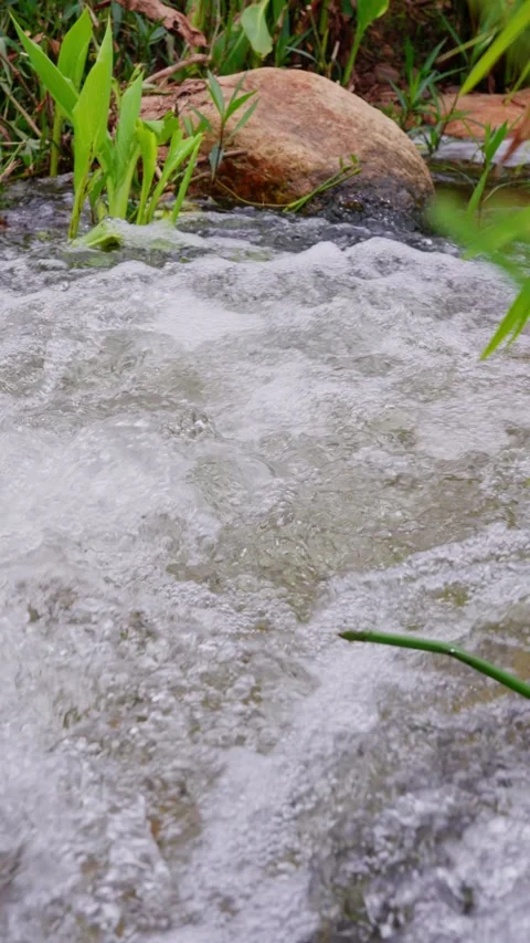 Close-up of rapids surging in shallow stream on green rocky shore Stock Footage 340485917
