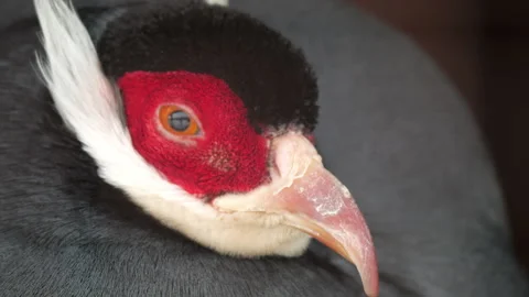 Close-up of rare blue-eared pheasant head with vibrant plumage Stock Footage 308451406