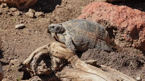 Close-up a rare Desert Tortoise Stock Footage 273983551
