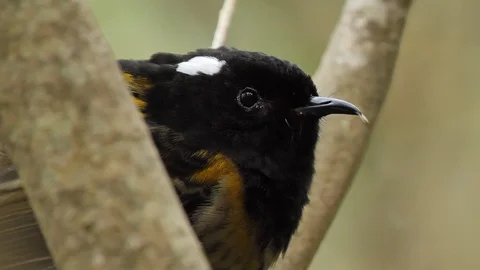 Close up of rare endemic stitchbird in forest Stock Footage 108515199