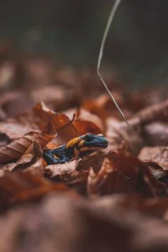 Close-up of the rare Fire salamander peeking out from behind the colourful au Stock Photos