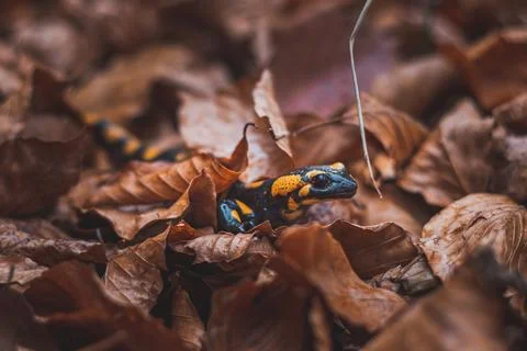 Close-up of the rare Fire salamander peeking out from behind the colourful au Stock Photos