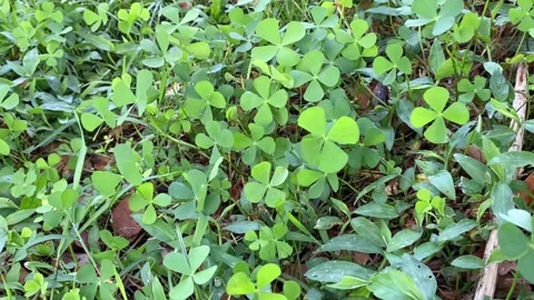 Close-up of a rare four-leaf clover in green grass and clovers near a river area Stock Footage 313475775