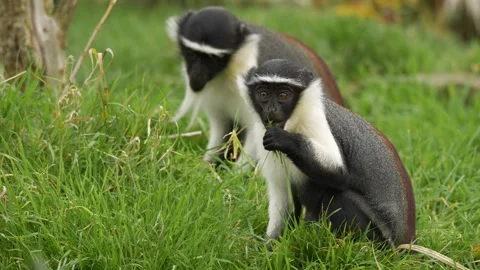 Close-up of rare Roloway monkeys eating (Cercopithecus roloway) Stock Footage 320956450