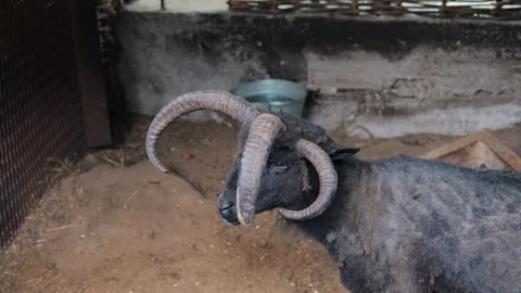 Close-up of a rare view of a ram with four horns in an aviary. Rare animals. Video stock 170719841