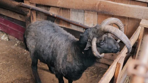 Close-up of a rare view of a ram with four horns in an aviary. Rare animals. Stock Footage 170719867