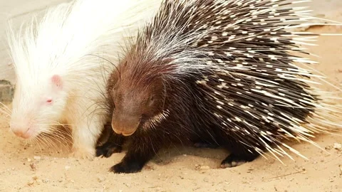 Close up of a rare white and black porcupine together Stock Footage 339305822