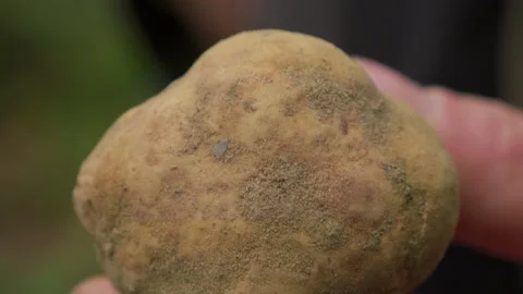 Close up of a rare white truffle, just found into the forest. Truffle hunting in Stock Footage 136494443