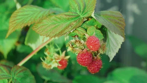 Close-up of raspberry berries on a branch in the garden Stock Footage 111363448