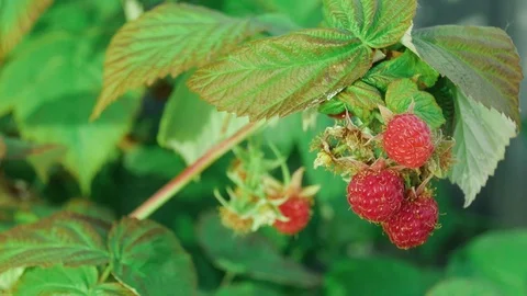 Close-up of raspberry berries on a branch in the garden Stock Footage 111363472