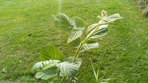 Close-up of a raspberry branch in the wind. Stock Footage 285860120