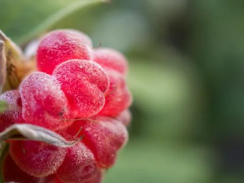 Close-up of a raspberry on a bush Stock Photos