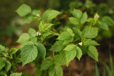 Close up of Raspberry Flower Buds on Raspberry Bushes in Spring 写真素材