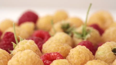 Close up of raspberry fresh berries, organic yellow and red raspberries Stock Footage 280243509