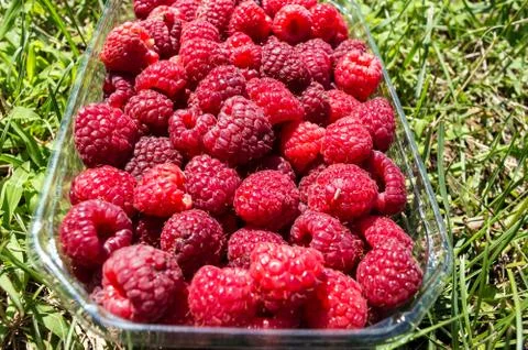 Close-up Raspberry Fruit in a Basket on the Lawn Stock Photos