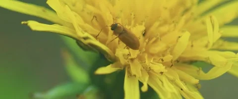 Close up of a raspberry fruitworm beetle (Byturus tomentosus) Video stock 251719563