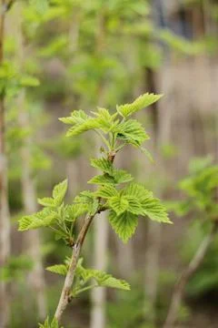 Close-up of raspberry leaves Stock Photos