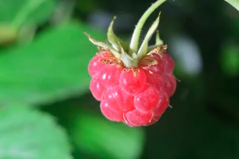 Close-up  raspberry Stock Photos