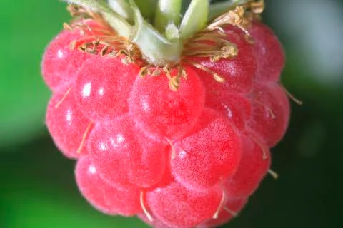 Close-up  raspberry Stock Photos