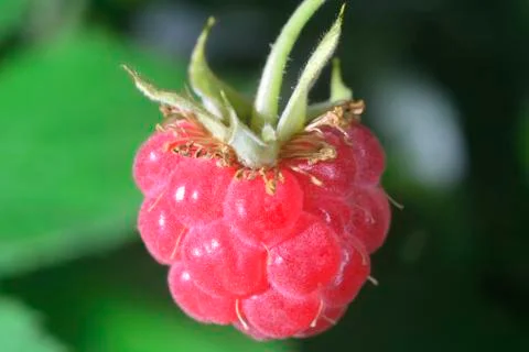 Close-up  raspberry Stock Photos