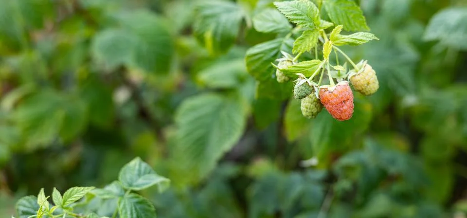 Close-up of a raspberry plant with ripe and unripe berries. Raspberries begin Stock Photos