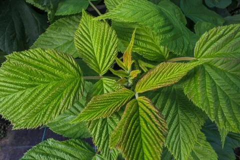 A close-up of raspberry plants with textured leaves Foto stock