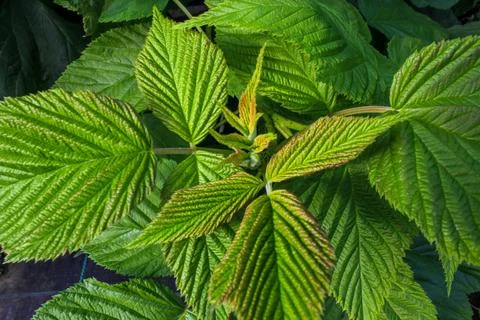 A close-up of raspberry plants with textured leaves Stock Photos