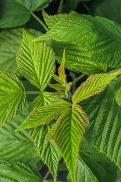 A close-up of raspberry plants with textured leaves Foto stock