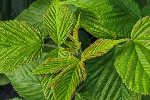 A close-up of raspberry plants with textured leaves Foto stock