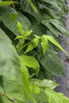 A close-up of raspberry plants with textured leaves Stock Photos