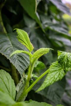 A close-up of raspberry plants with textured leaves Foto stock
