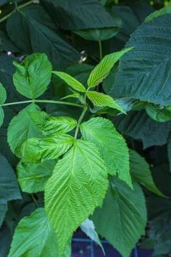 A close-up of raspberry plants with textured leaves Foto stock