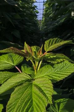 A close-up of raspberry plants with textured leaves Stock Photos