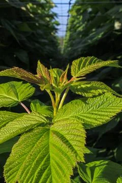 A close-up of raspberry plants with textured leaves Stock Photos