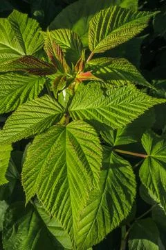 A close-up of raspberry plants with textured leaves Stock Photos