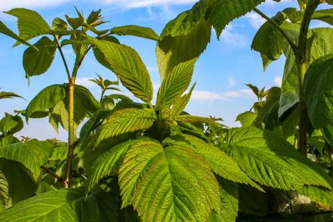 A close-up of raspberry plants with textured leaves Foto stock