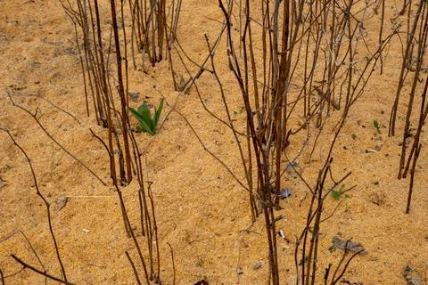 Close up raspberry seedling on dry pine needles Stock Photos