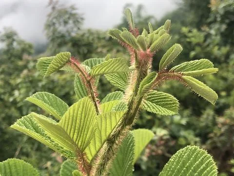 Close-up of Raspberry Trees Beauty Stock Photos